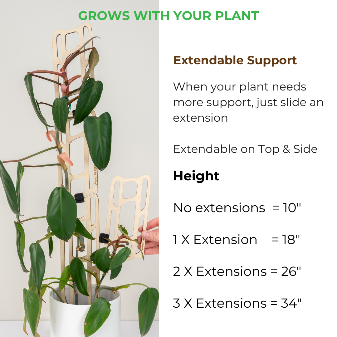 bella modular wooden Plant support system with extendable extensions and plant growth information.