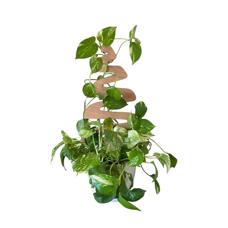 holiday plant stake with pothos plant