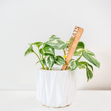 Celebration Stake - Writable stake for plant gift