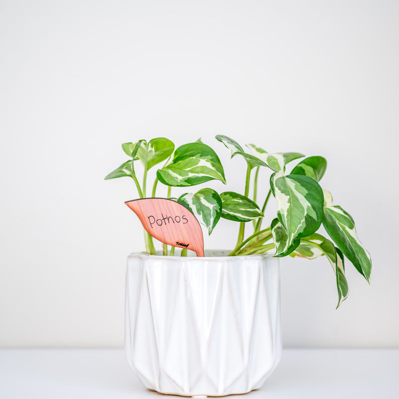 plant pot tags Folia™ - Wooden plant tags