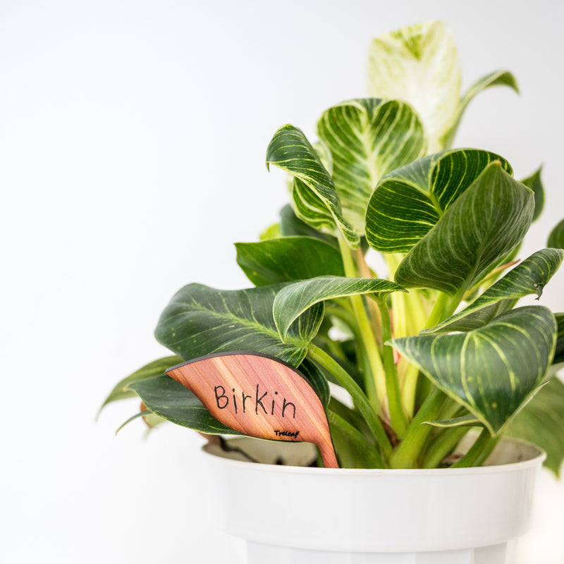indoor plant labels Folia - Wooden plant Tags