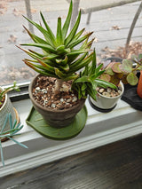 Potted succulent plant on a green mia houseplant saucer on windowsill with other plants in the background