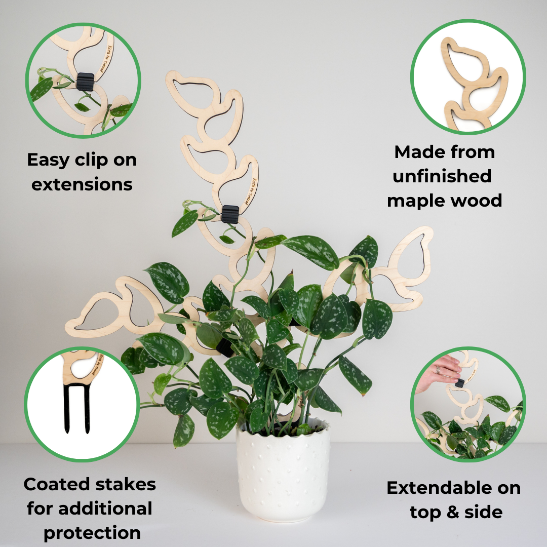 Kora wooden plant support with clip on extensions, coated stakes, and extendable modular design for climbing plants