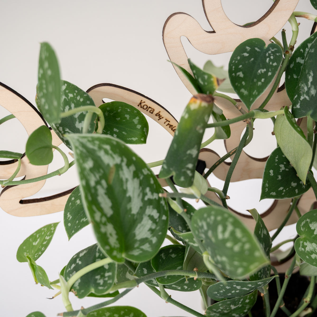 kora wooden trellis for houseplants closeup showing wooden grain 