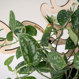 kora wooden trellis for houseplants closeup showing wooden grain 