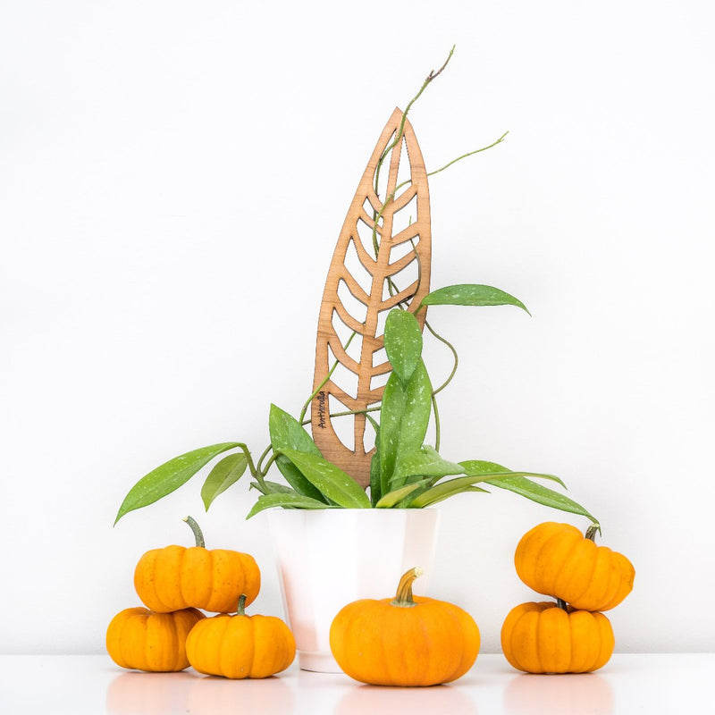Treleaf leaf shaped wooden trellis holding up a hoya lacunosa in a white pot with pumpkins