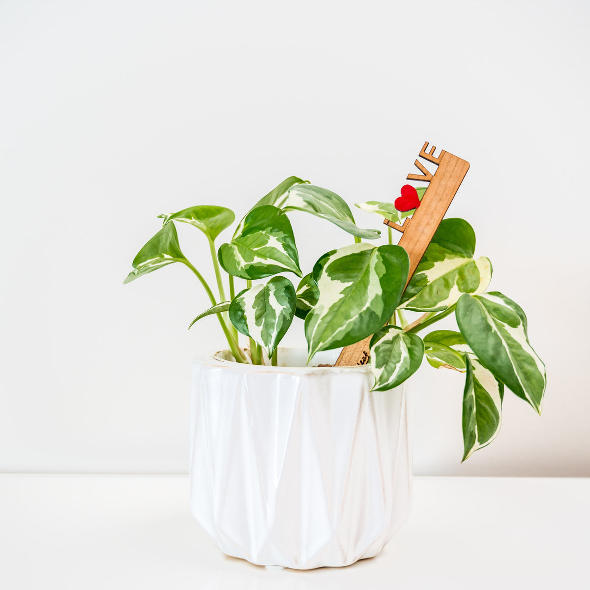 Celebration Stake - Writable stake for plant gift