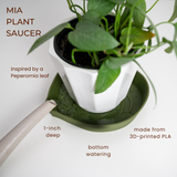 Mia Plant Saucer with a potted plant on a white background