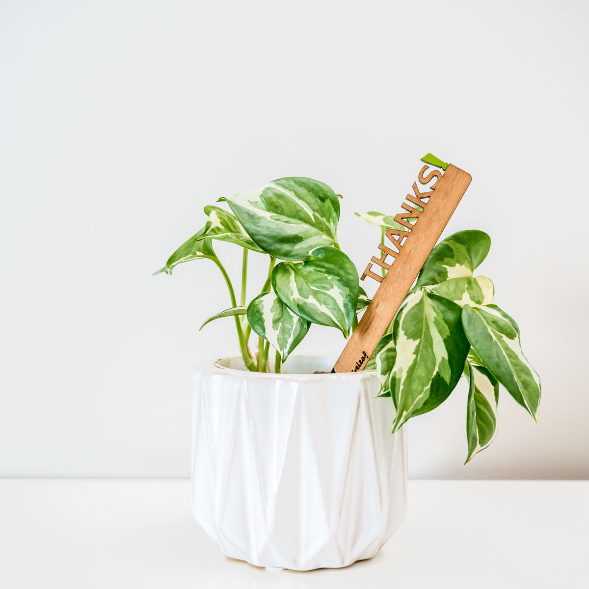 Celebration Stake - Writable stake for plant gift