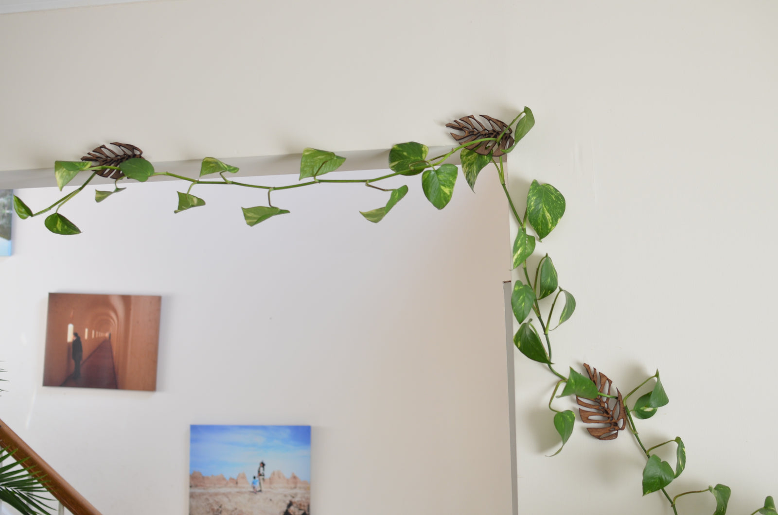 indoor climbing vine plants Monstrella Wall-Mounted Trellis