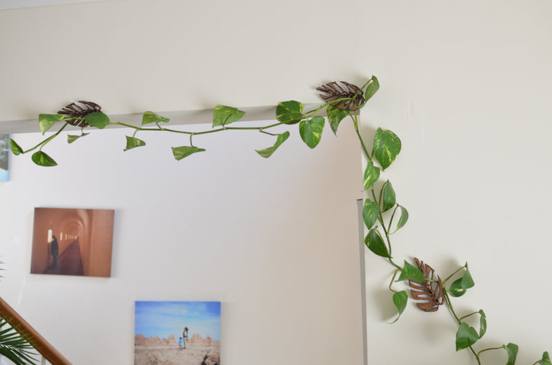 climbing vine indoor plant Treleaf Monstrella Plant Hooks - Petite - Cherry Wall Mounted