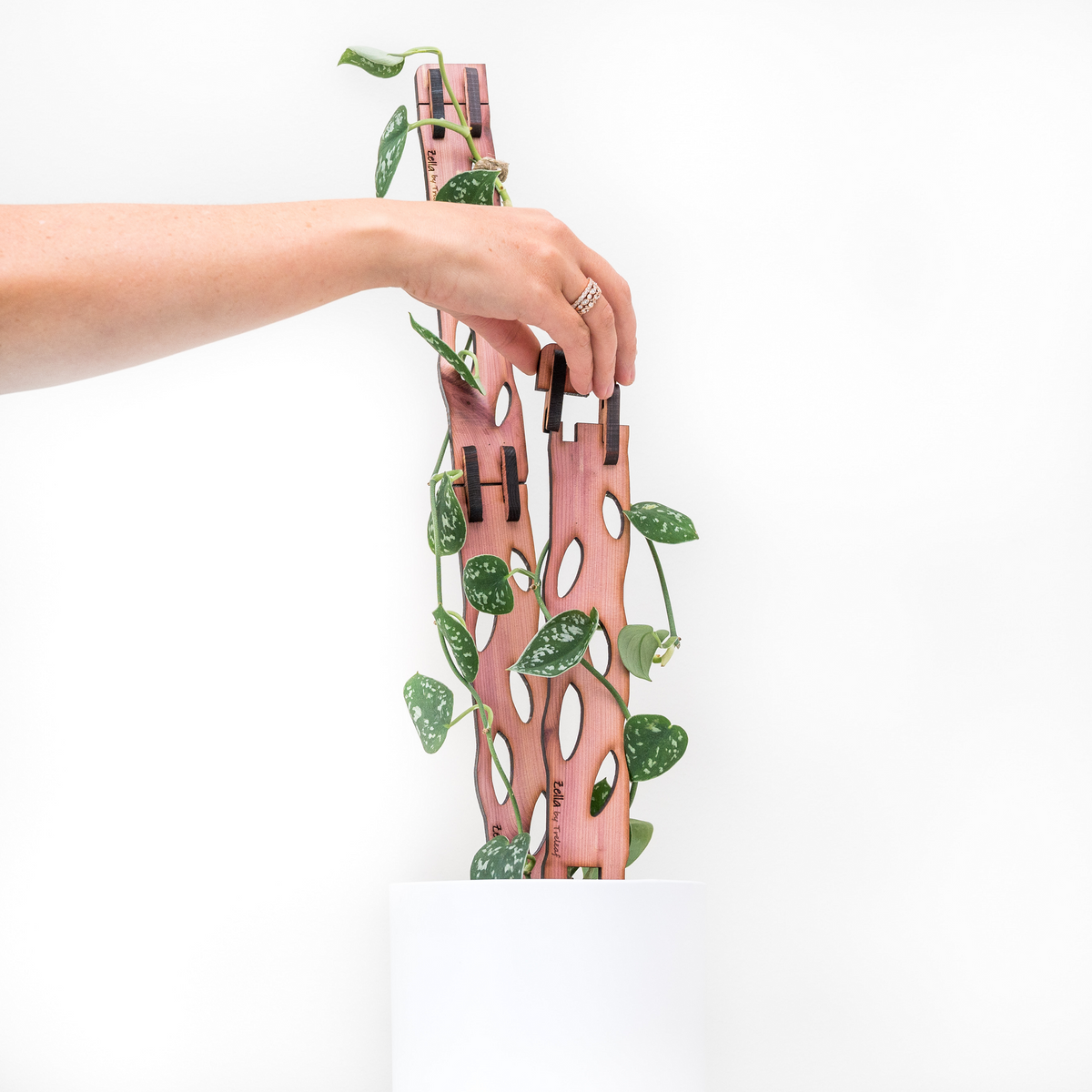attaching extension to modular trellis with pothos