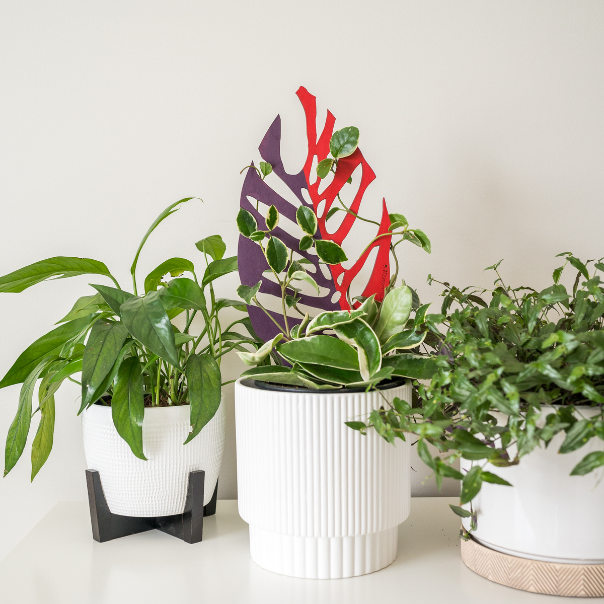 purple and red colored Monstrella supporting a Hoya carnosa plant in a white pot beside a potted Cebu blue plant