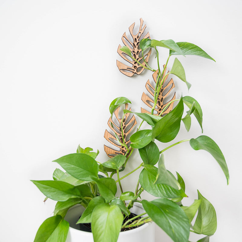 indoor plant wall clips Monstrella wall mounts by Treleaf