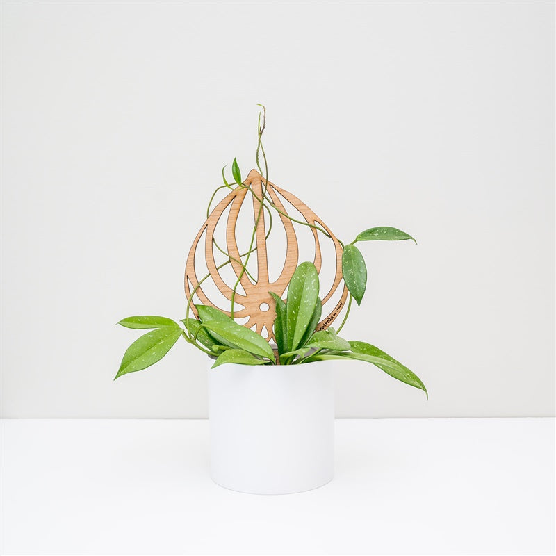 plant hanger trellis Peptrella