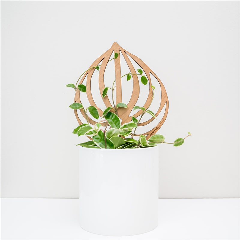 Peptrella - Plant trellis inspired by watermelon peperomia