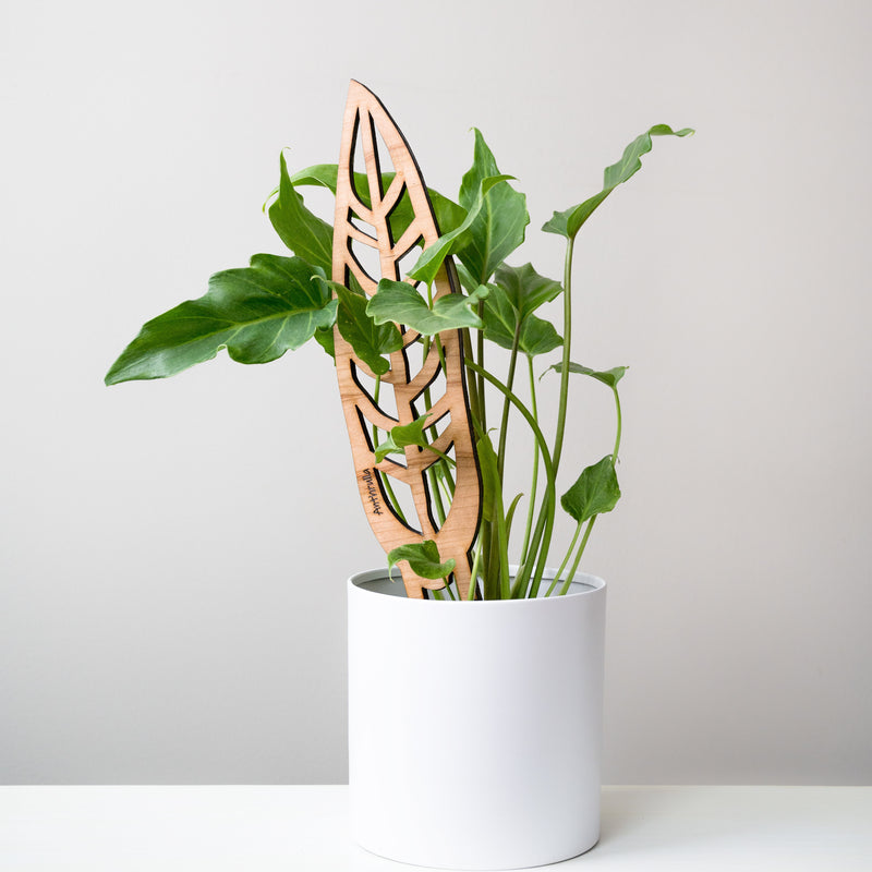 wooden plant support shaped like anthurium in a white pot with syngonium