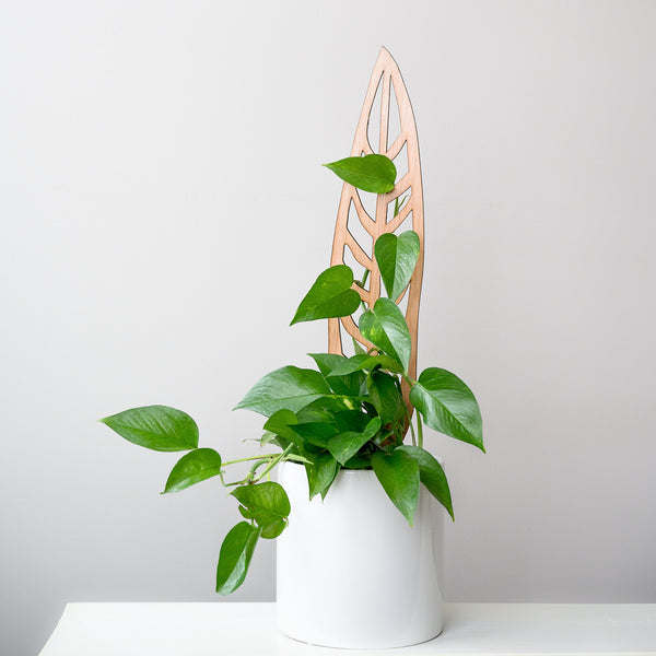 Wooden plant trellis in a white pot with pothos plant climbing