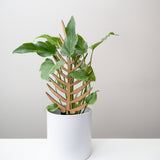 wooden plant stake shaped like palm leaf in a white pot with syngonium plant