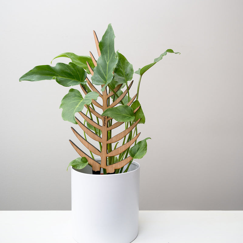 treleaf plant trellis Palmella