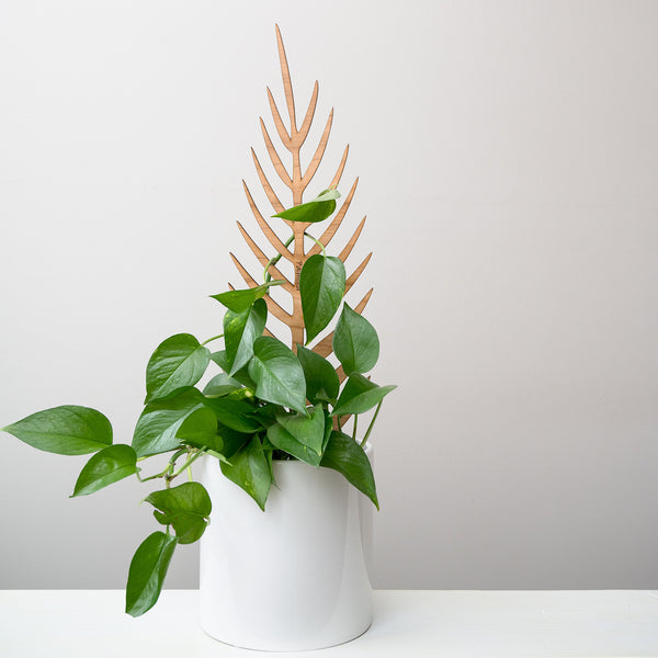 Palmella - Plant trellis inspired by the Palm Leaf
