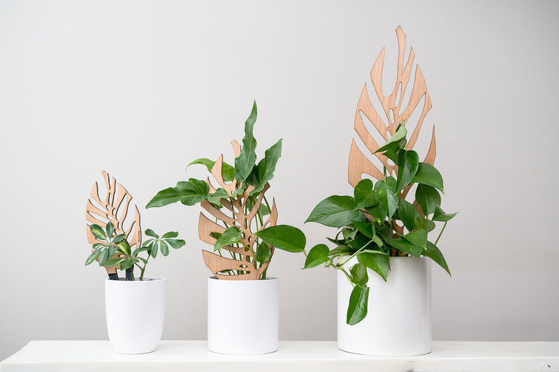 trellis monstera Monstrella