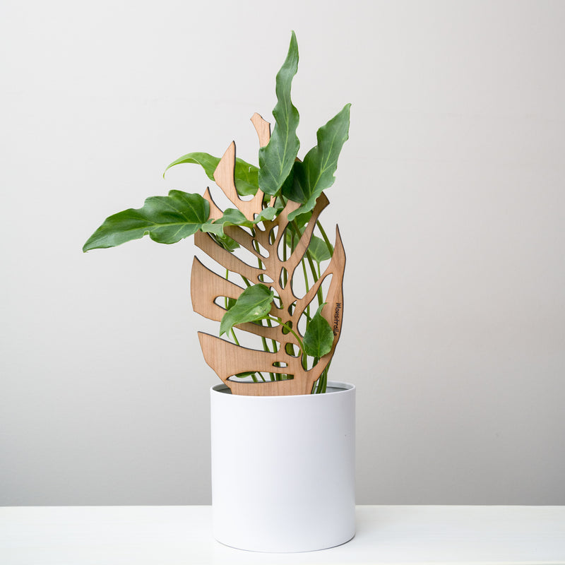 wooden plant plank shaped like monstera leaf in a white pot