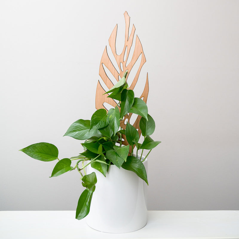 monstera plant trellis Stake Monstrella /Monstera Silhouette Grande Cherry Treleaf