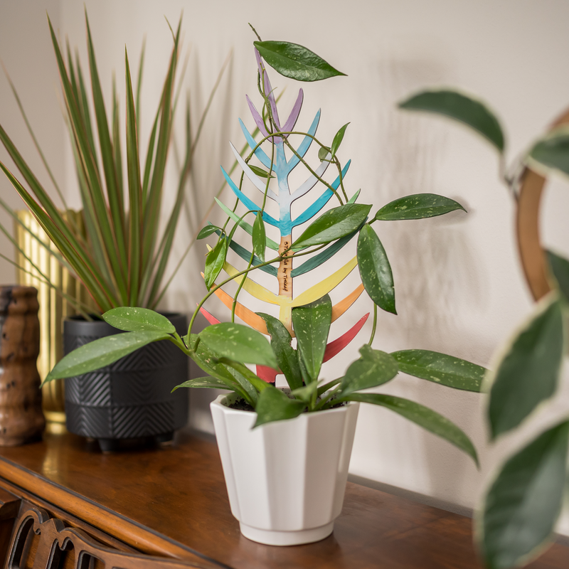 Colorful painted palmella trellis holding up Hoya Lacunosa in a white pot resting on wooden console table