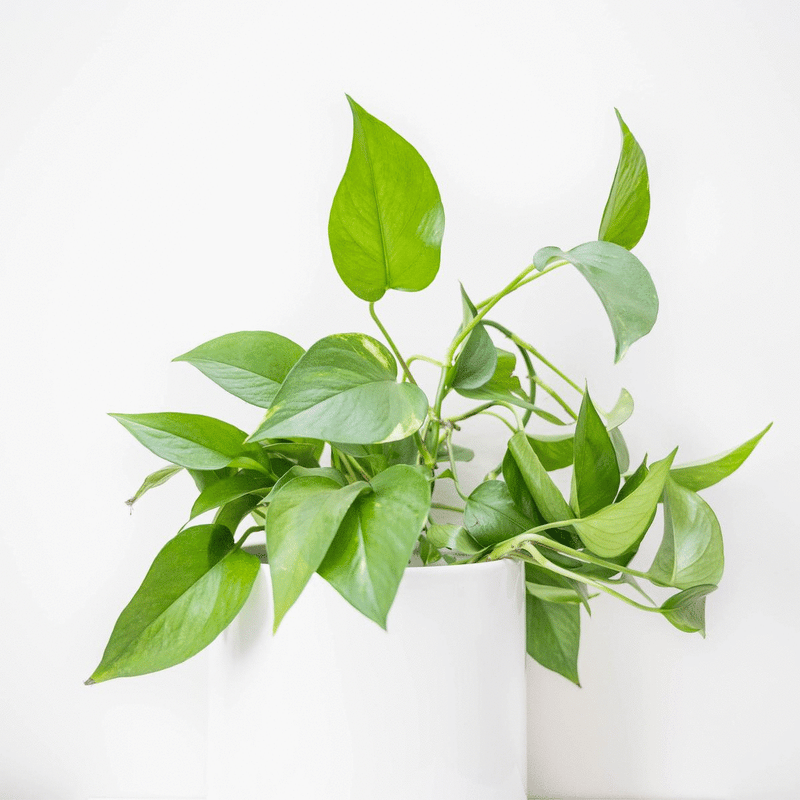 ez mount plant hanger Treleaf Monstrella Plant Hooks - Petite - Cherry Wall Mounted