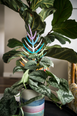 colorful painted palmella trellis in a colorful pot supporting a satin pothos, with a fiddle leaf fig tree in the background