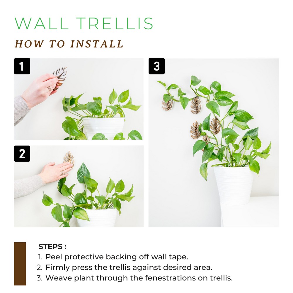 Treleaf Monstrella Plant Hooks - Petite - Cherry Wall Mounted