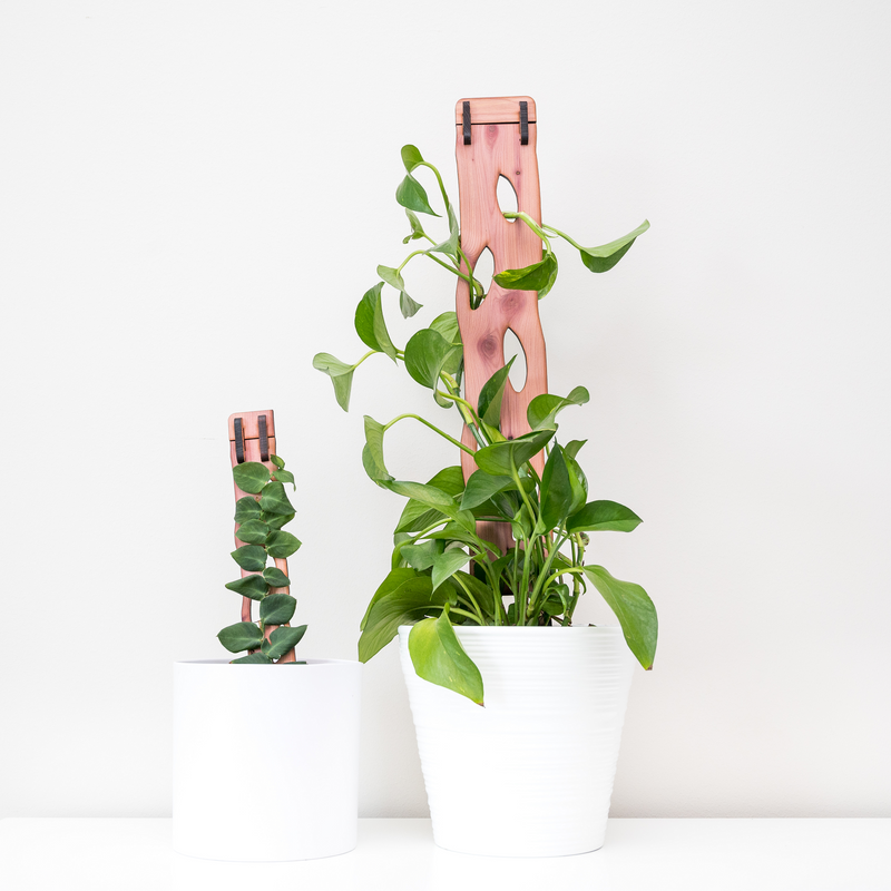 trellis for pothos Zella